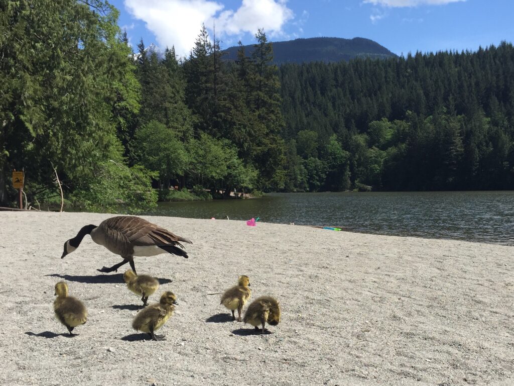 alice-lake-beach-family-friendly-hikes-in-squamish
