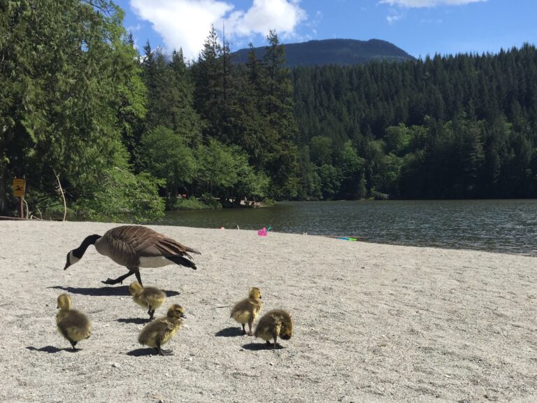 alice-lake-beach-family-friendly-hikes-in-squamish