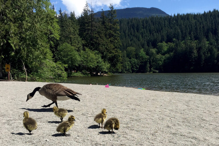 alice lake beach family friendly hikes in squamish x