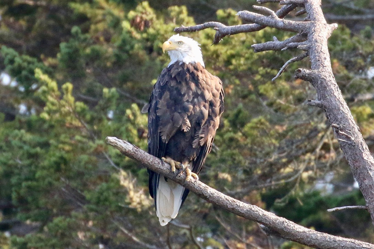 eagle viewing Squamish family activities x