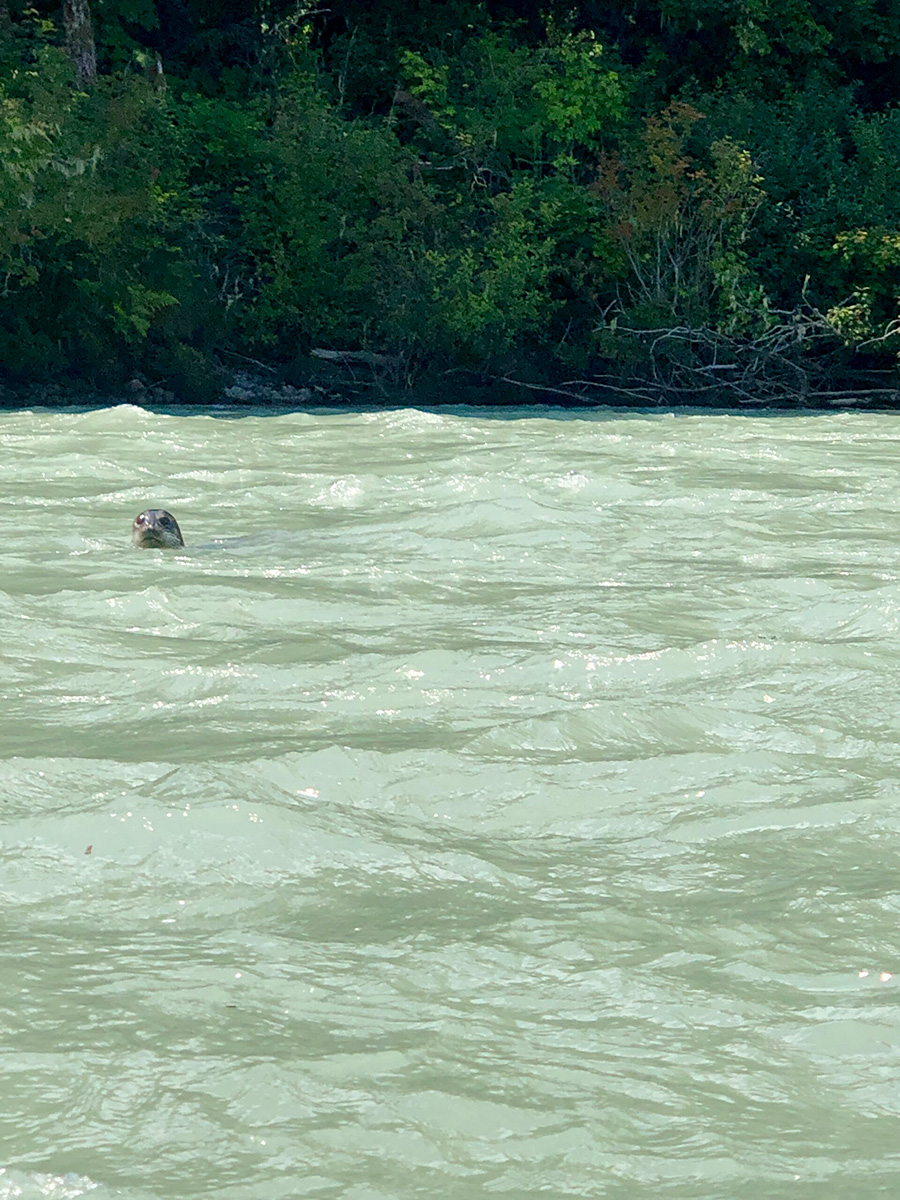 mamquam squamish river swim spots