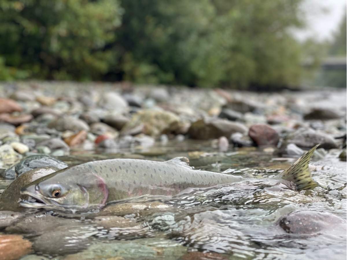 squamish salmon run