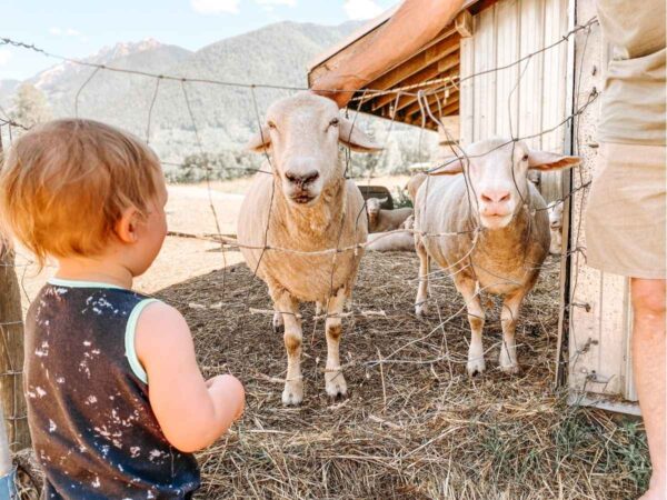 north arm farm animals