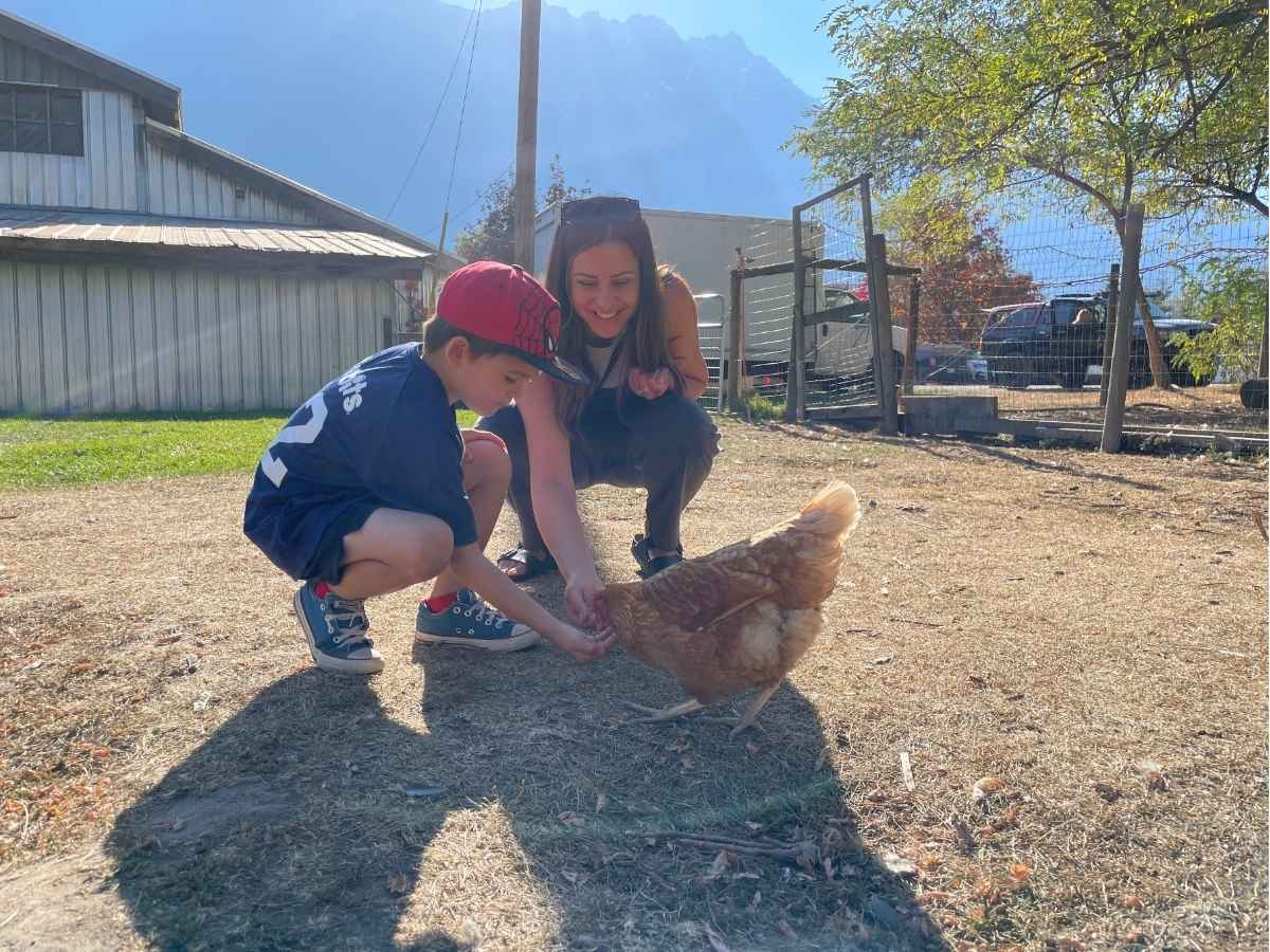 north arm farms chicken feeding