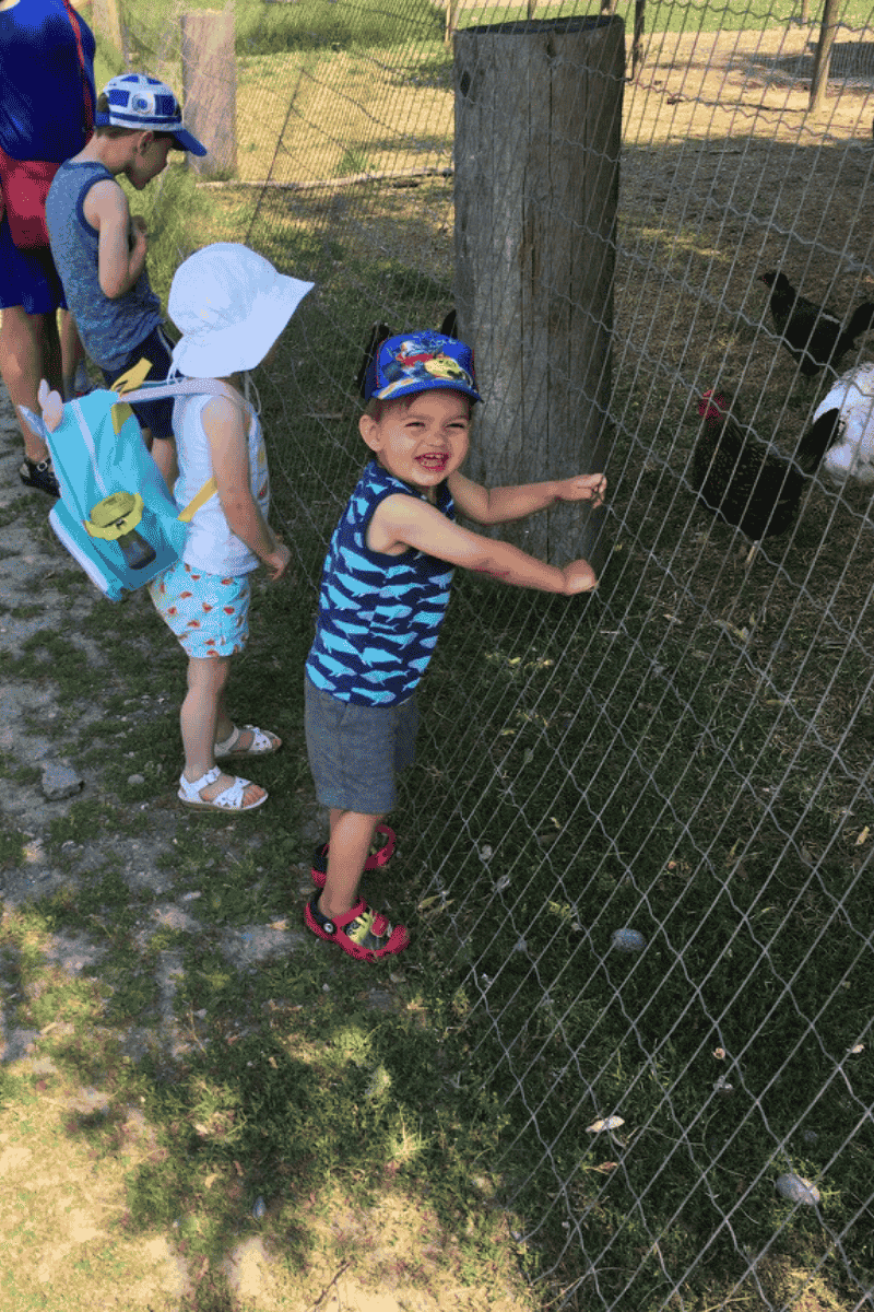 Goats at North Arm Farm Pemberton