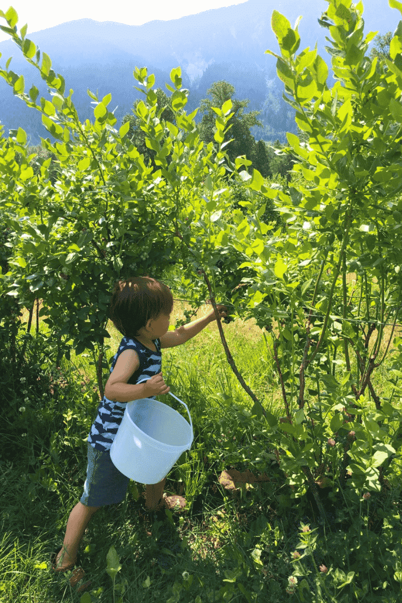 North Arm Farm Blueberry Picking