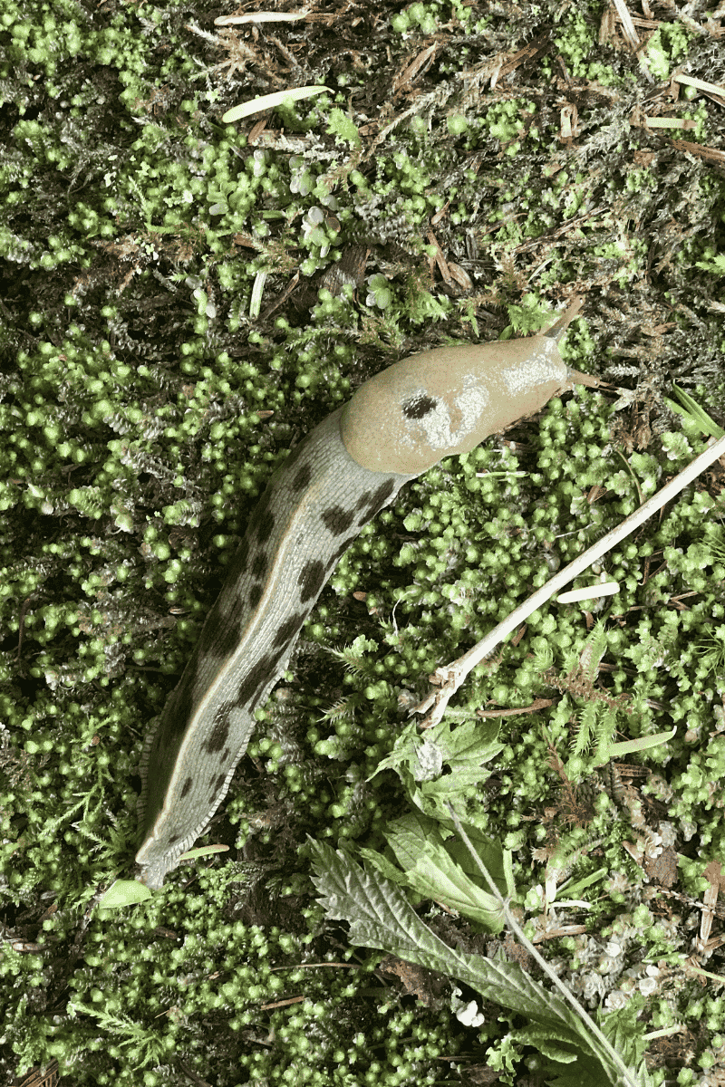 banana slug mamquam salmon spawning channel