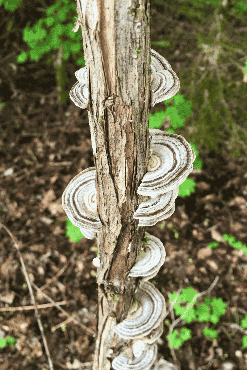 mushrooms mamquam salmon spawning channel