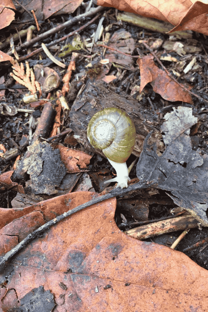 white snail mamquam salmon spawning channel