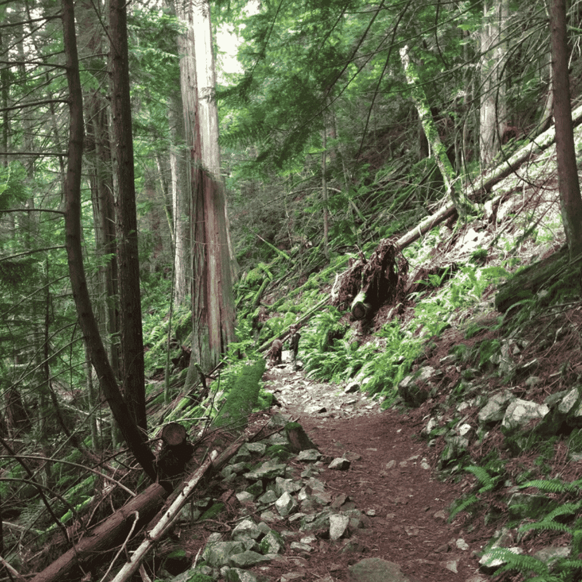 Brohm Lake Trail Squamish