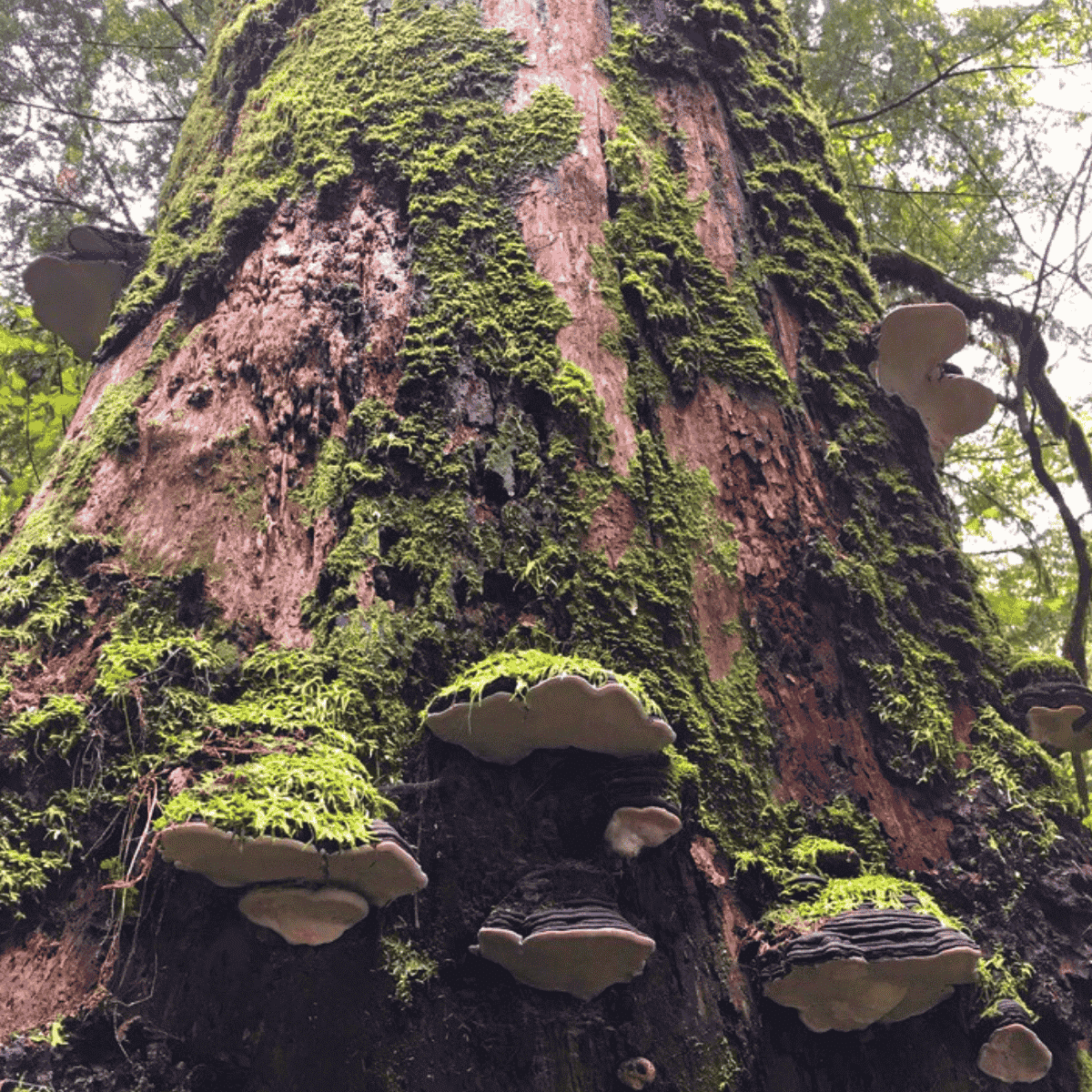 Coho Park Trail Mushrooms