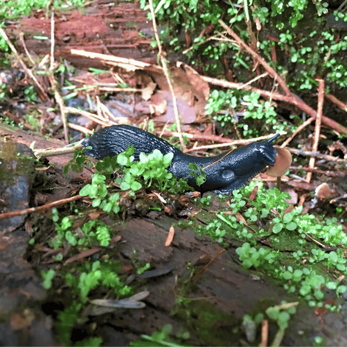 Coho Park Trail Snail Eating Mushroom