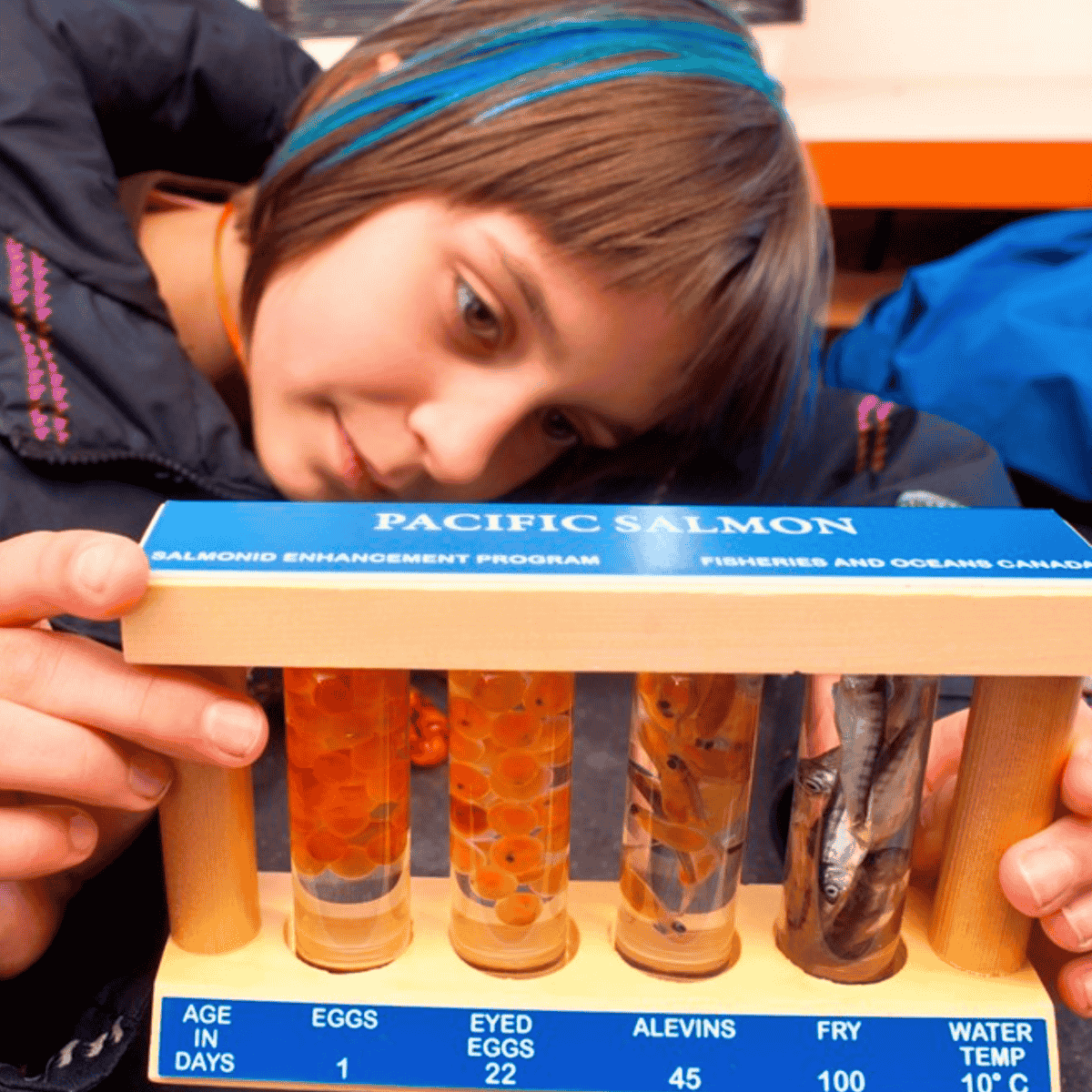 pacific salmon cycle display
