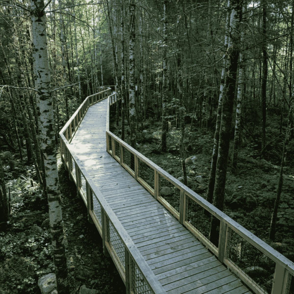 squamish canyon walk