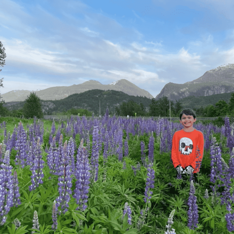 lupins in squamish