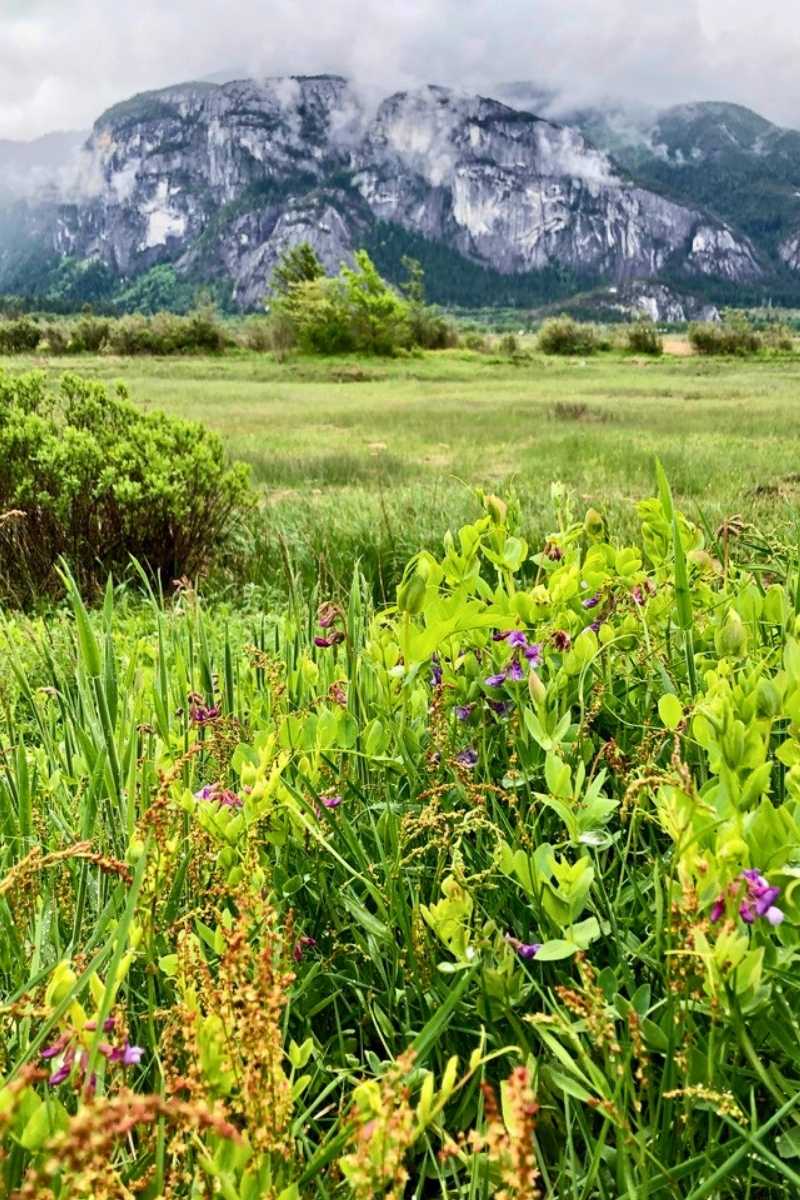 squamish estuary trails chief view