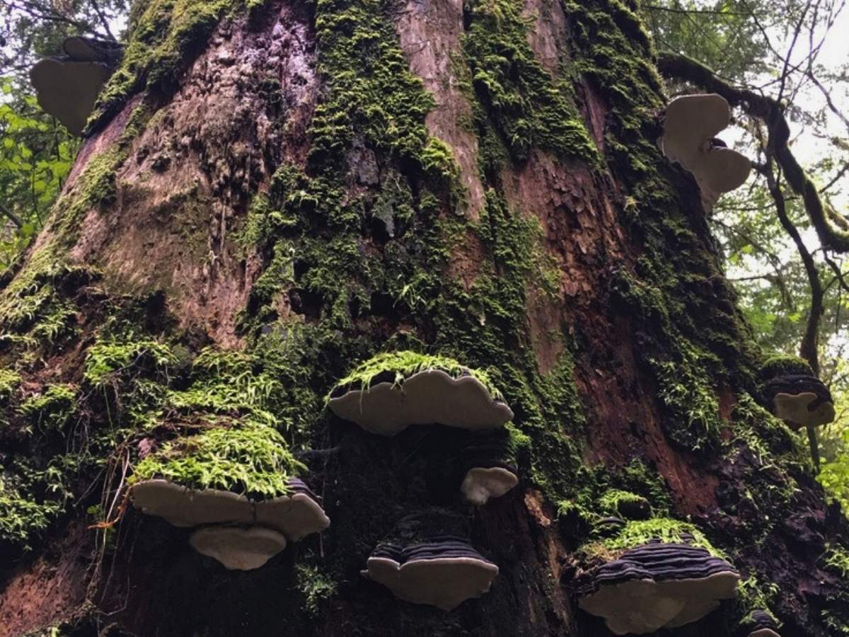Coho Park Trail Mushrooms