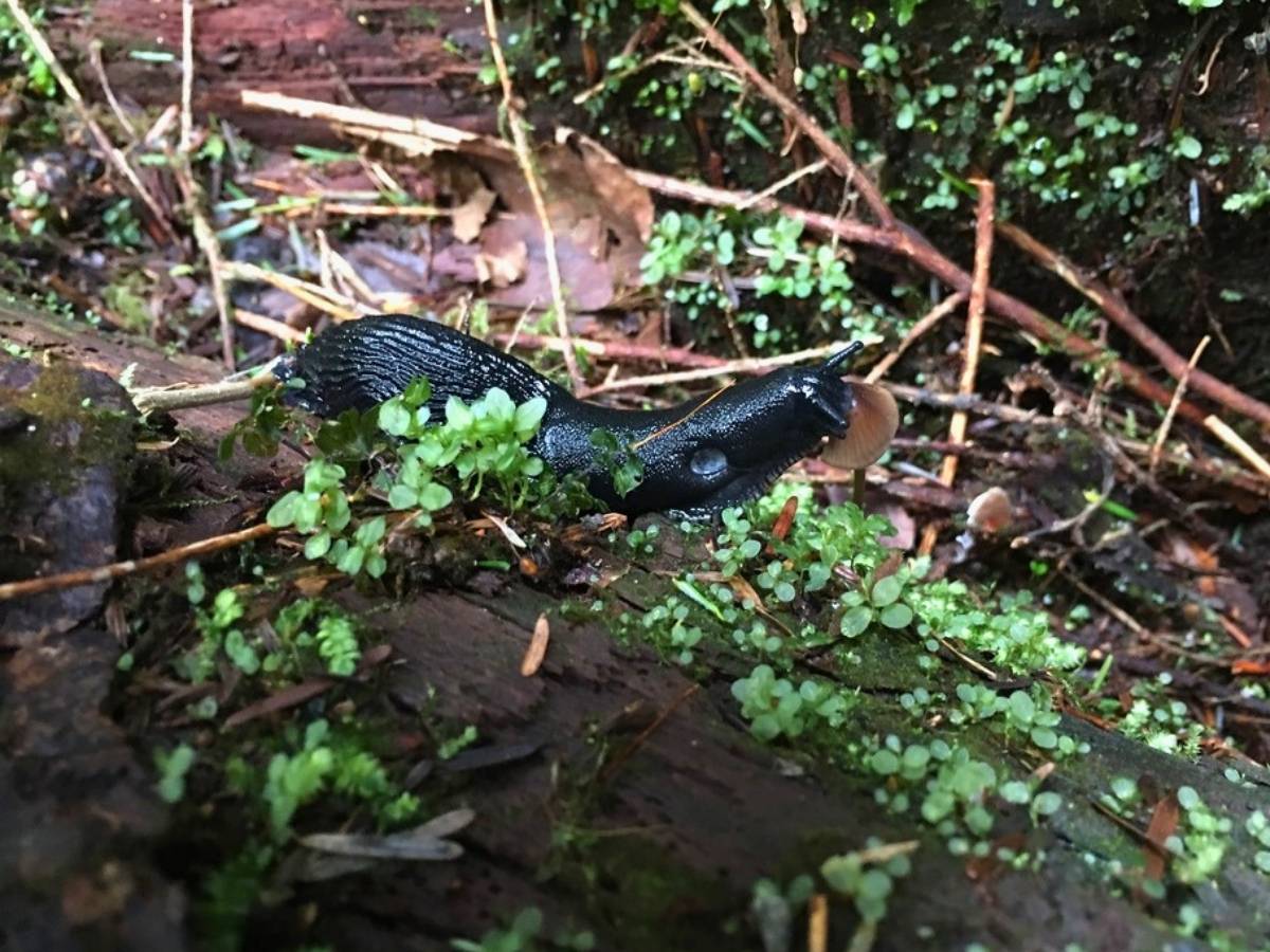 Coho Park Trail Snail Eating Mushroom