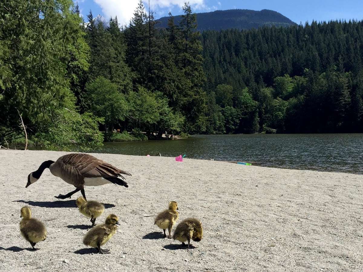 alice lake beach family friendly hikes in squamish