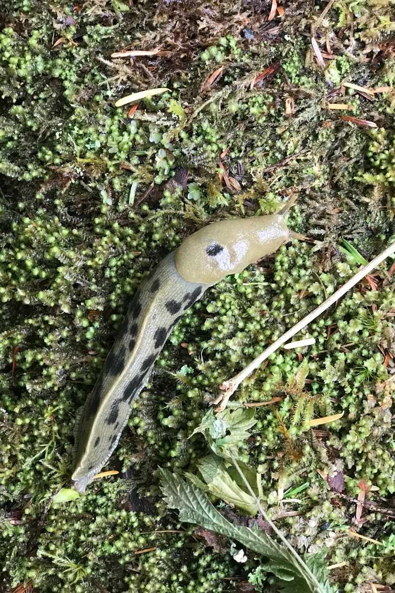 banana slug mamquam salmon spawning channel