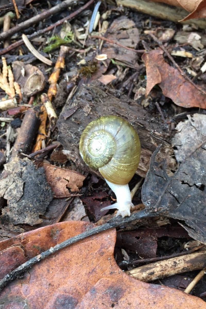 white snail mamquam salmon spawning channel