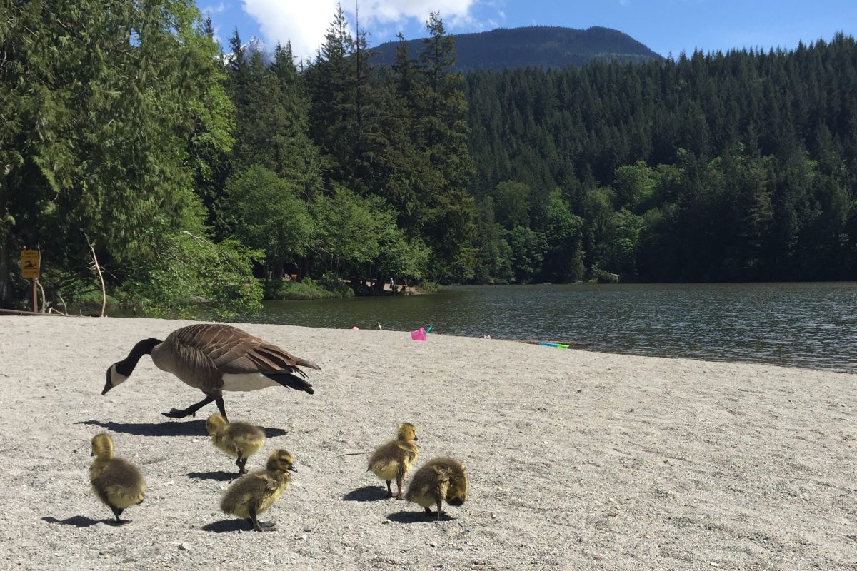 alice-lake-beach-family-friendly-hikes-in-squamish