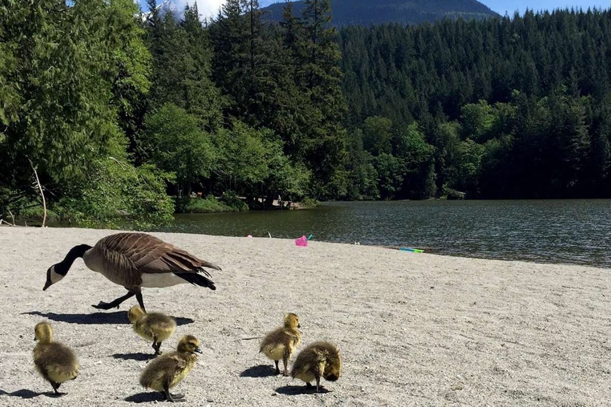 alice lake beach family friendly hikes in squamish