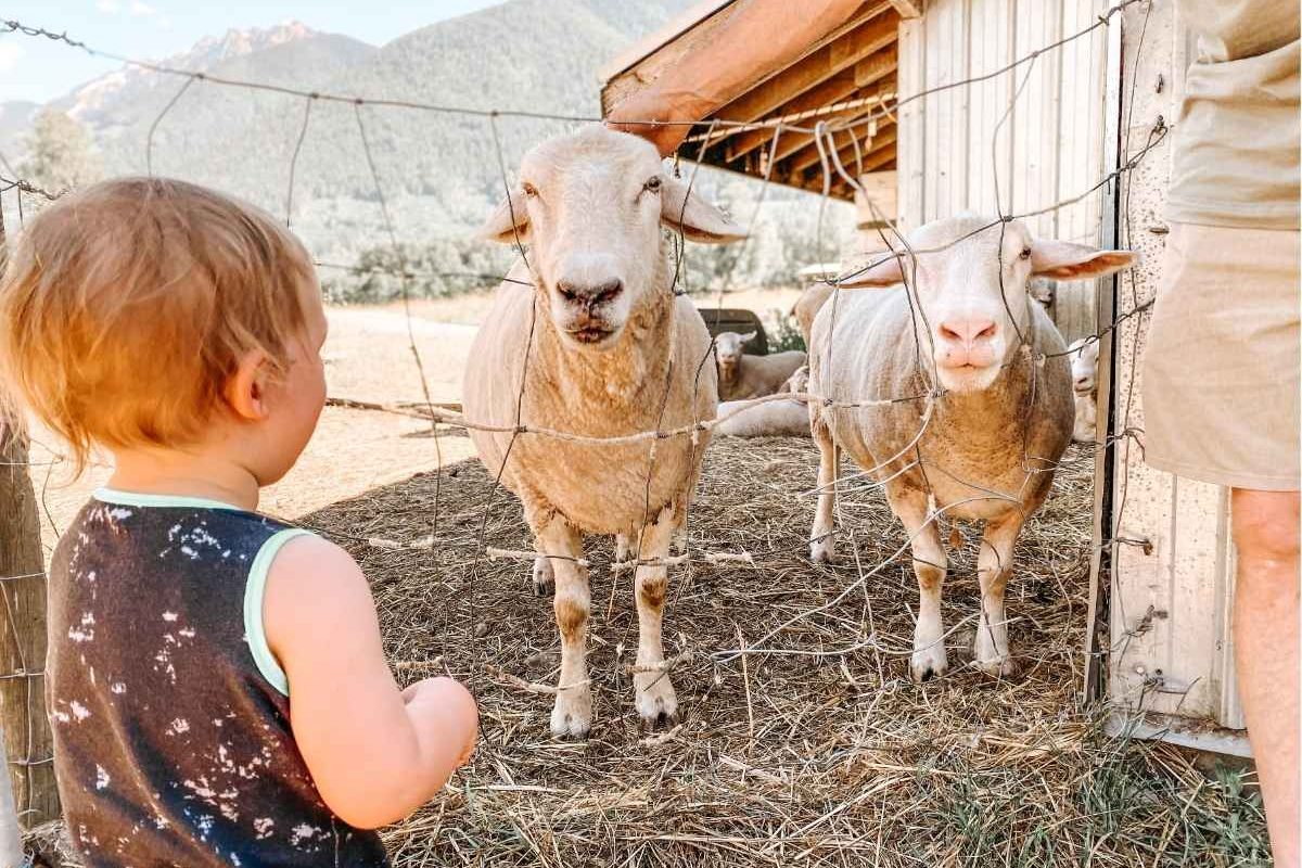 north arm farm animals