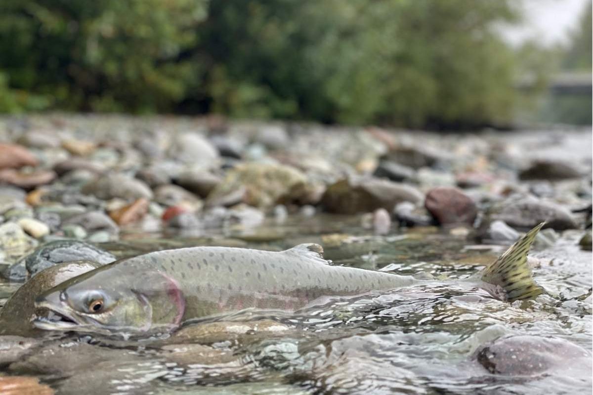 squamish salmon run